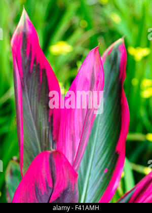 Ti pianta; Cordyline fruticosa; Hawai'i Tropicale Giardino Botanico Nature Preserve; grande isola, Hawaii, STATI UNITI D'AMERICA Foto Stock
