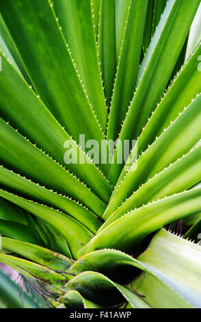 Palma da cocco; Niu; coco; Hawai'i Tropicale Giardino Botanico Nature Preserve; grande isola, Hawaii, STATI UNITI D'AMERICA Foto Stock