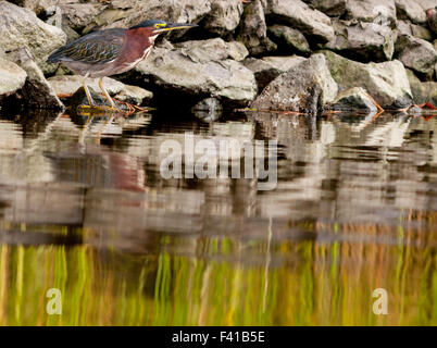 Airone verde su Ayers Creek, a Berlino, Maryland da un kayak. Foto Stock