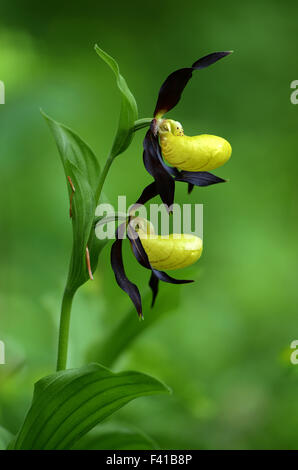 Ladyslipper, Cypripedium calceolus Foto Stock
