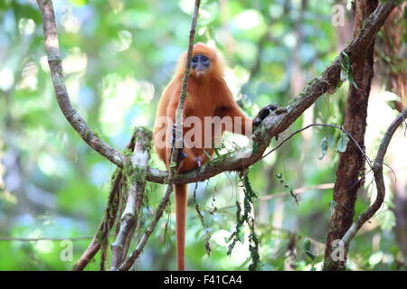 Maroon leaf monkey (Presbytis rubicunda) nel Borneo, Malaysia Foto Stock