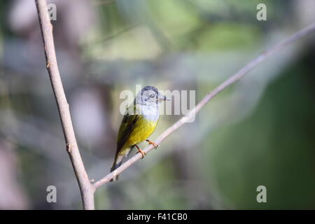 Grigio-guidato canarino-flycatcher (Culicicapa ceylonensis) in Borneo Foto Stock