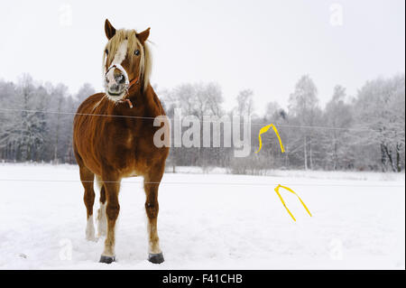 Cavallo (Equus caballus ferus) su un prato Foto Stock