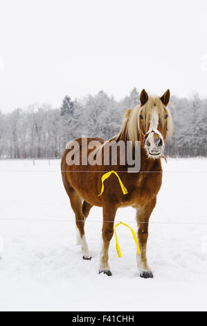 Cavallo (Equus caballus ferus) su un prato Foto Stock