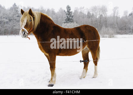 Cavallo (Equus caballus ferus) su un prato Foto Stock