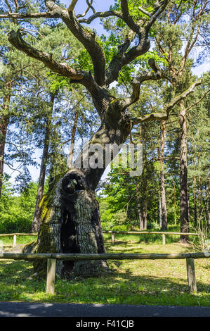 Bosdorf Quercia Baruther Glashuette, Brandenburg Foto Stock