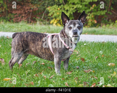 Cane con underbite Foto Stock