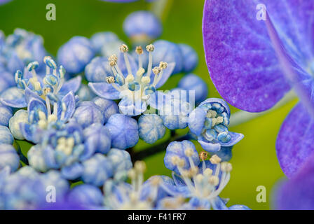 Hortensia blu Foto Stock