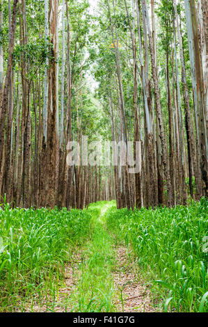 Grande stand di alberi di eucalipto; Eucalyptus grandis; precedentemente canna da zucchero terra; lungo la costa Hamakua; grande isola delle Hawai'i Foto Stock