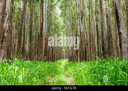 Grande stand di alberi di eucalipto; Eucalyptus grandis; precedentemente canna da zucchero terra; lungo la costa Hamakua; grande isola delle Hawai'i Foto Stock