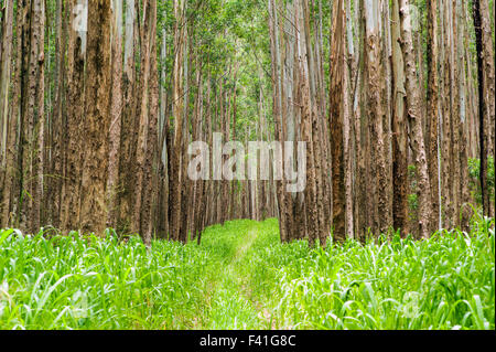 Grande stand di alberi di eucalipto; Eucalyptus grandis; precedentemente canna da zucchero terra; lungo la costa Hamakua; grande isola delle Hawai'i Foto Stock