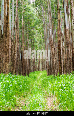 Grande stand di alberi di eucalipto; Eucalyptus grandis; precedentemente canna da zucchero terra; lungo la costa Hamakua; grande isola delle Hawai'i Foto Stock