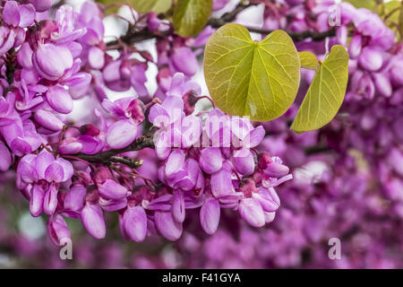 Cercis siliquastrum, albero di Giuda in primavera Foto Stock