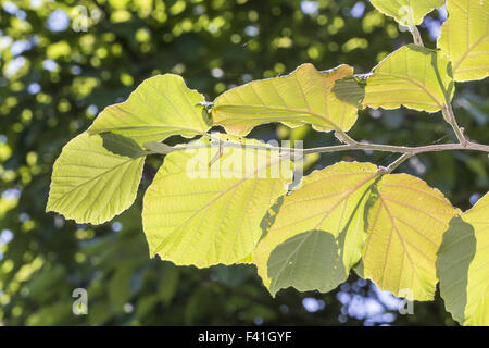 Hamamelis x intermedia, ibrido amamelide Foto Stock