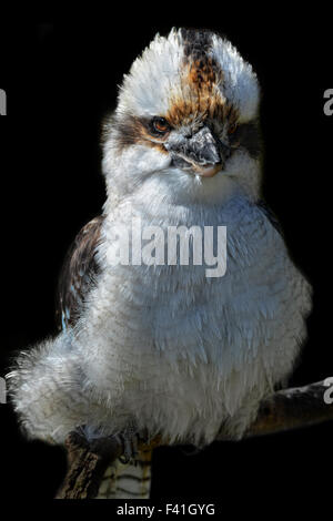 Arrabbiato ridere kookaburra Foto Stock