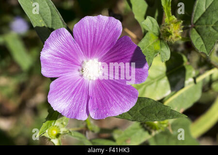 Anoda cristata, spronato Anoda, Crested Anoda Foto Stock