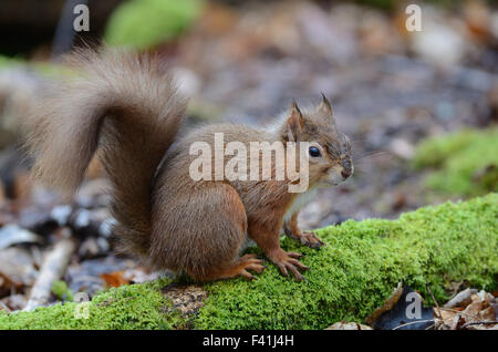 Scoiattolo rosso Foto Stock