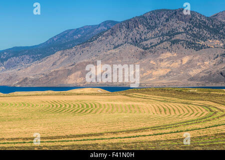 Modelli di erba appena tagliata nei pressi di Kamloops, Kamloops Lago, lungo Trans-Canada Highway, British Columbia, Canada, America del Nord. Foto Stock