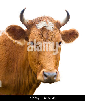 Testa di mucca, isolato Foto Stock
