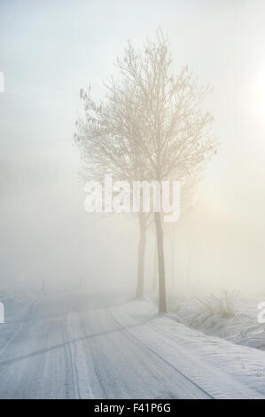 La luce del sole proveniente attraverso la nebbia e gli alberi su un freddo winterday Foto Stock