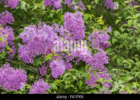 Syringa vulgaris, lilla, lilla comune Foto Stock