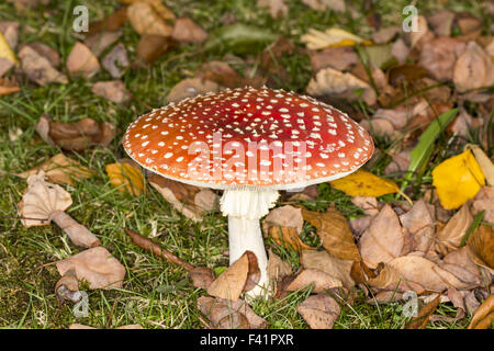 Fly agaric, volare aminita, amanita muscaria Foto Stock