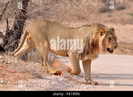 Lion (Panthera leo) Foto Stock