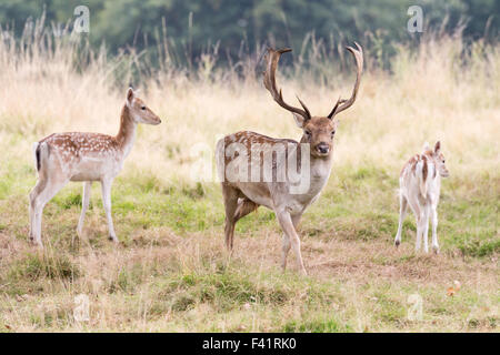 Daini in solchi stagione di Wentworth Deer Park, Stainborough castello vicino a Barnsley Foto Stock