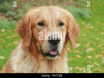 Ritratto di Golden Retriever, maschio, 2,5 anni, Nord Reno-Westfalia, Germania Foto Stock