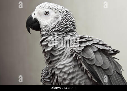 Pappagallo grigio africano Foto Stock