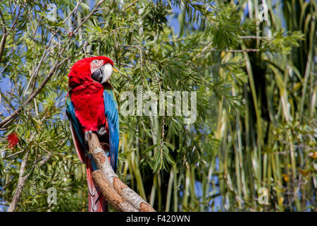 Il rosso e il blu macaw pappagallo seduto su un ramo di un albero. Foto Stock