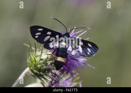 Syntomis phegea, nove-spotted tignola dall Italia Foto Stock