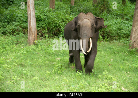 L'elefante indiano (Elephas maximus indicus) è uno dei tre riconosciute sottospecie di elefante asiatico e nativo per la terraferma Foto Stock