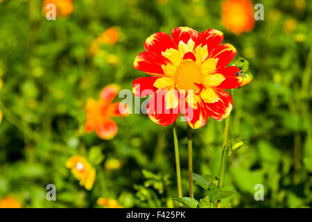 Il fiore in fiore di una dalia chiamato pooh Foto Stock