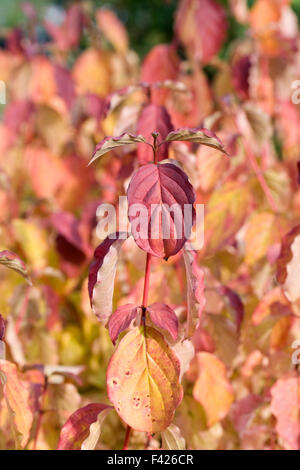 Cornus sanguinea 'Anny per l'inverno arancione". Sanguinella le foglie in autunno. Foto Stock