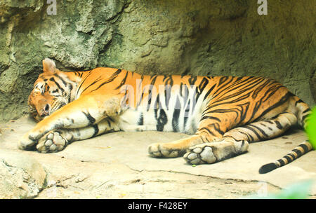 Sleeping tiger nel giardino zoologico Foto Stock