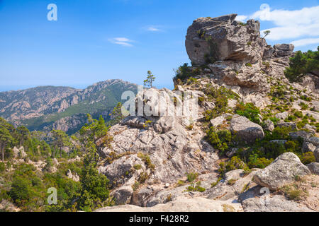 Selvaggio paesaggio di montagna con piccoli alberi di pino che cresce su rocce. La parte sud della Corsica, Francia Foto Stock