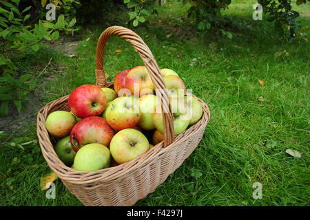 Un cestello di appena raccolti, coltivati localmente inglese le mele in un Apple Day festival in Sheffield, England Regno Unito - Ottobre Foto Stock
