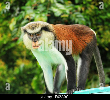 Mona scimmia nella Grand Etang riserva forestale in Grenada Foto Stock