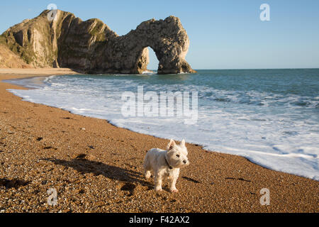 Un cane sulla spiaggia di Durdle porta, Jurassic Coast, Dorset, England, Regno Unito Foto Stock