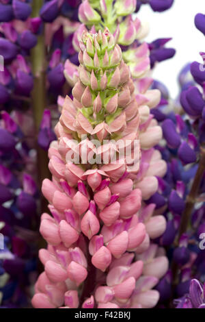 Bouquet di lupini, piccole profondità di nitidezza Foto Stock