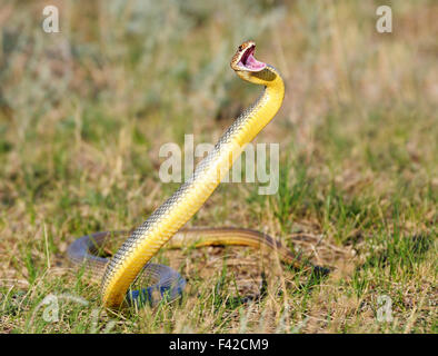 Salto della Caspian frusta snake Foto Stock