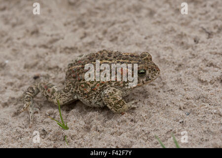 Natterjack, Kreuzkröte, Kreuz-Kröte, Kröte, in den Dünen der Nordseeküste, Bufo calamita, Crapaud calamite Foto Stock