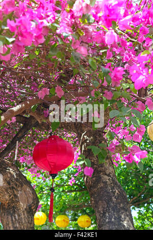 Lanterna cinese su una bouganvillea Foto Stock