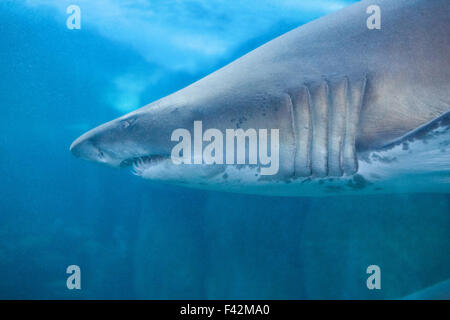 Shark nuoto nel serbatoio di pesce Foto Stock