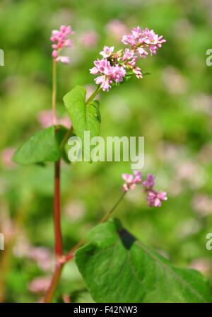 Il grano saraceno (Fagopyrum esculentum) Foto Stock