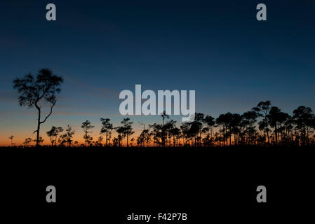 Retroilluminato con alberi al crepuscolo, Everglades National Park, Florida, Stati Uniti d'America Foto Stock