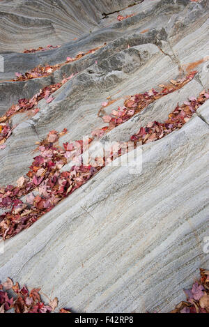 Foglie cadute a strisce sulla formazione di roccia Foto Stock