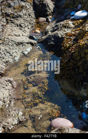 Rockpools & alghe Montrose Scozia UK Foto Stock