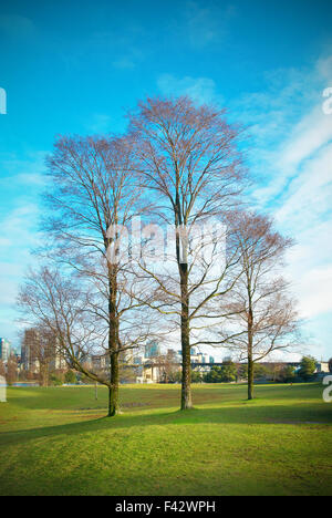 Tre alberi in autunno park Foto Stock